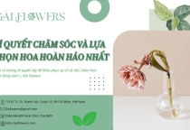 Bí quyết chăm sóc hoa và lựa chọn hoa hoàn hảo nhất | Gái Flowers
