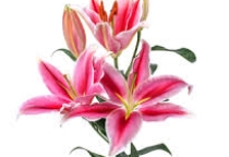 Ý NGHĨA HOA BÁCH HỢP (Lily)