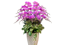 Lan Hồ Điệp Giá Rẻ – Vẻ Đẹp Sang Trọng