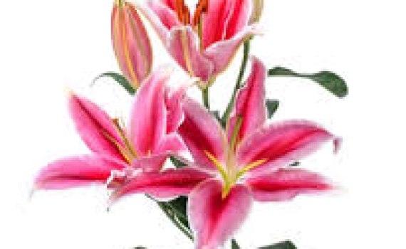 Ý NGHĨA HOA BÁCH HỢP (Lily)