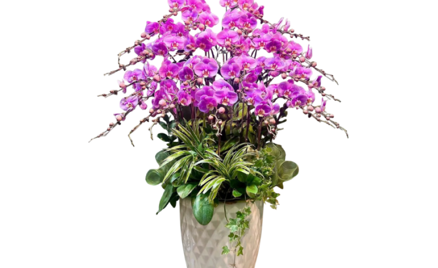 Lan Hồ Điệp Giá Rẻ – Vẻ Đẹp Sang Trọng