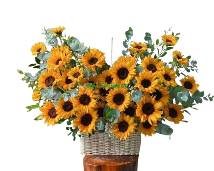 Hướng Dương Thành Công - GF3